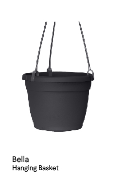 image of Bella hanging basket