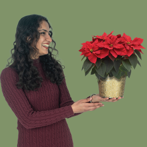 Image of pots of plants